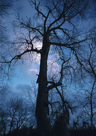 室友每天都在暗恋我